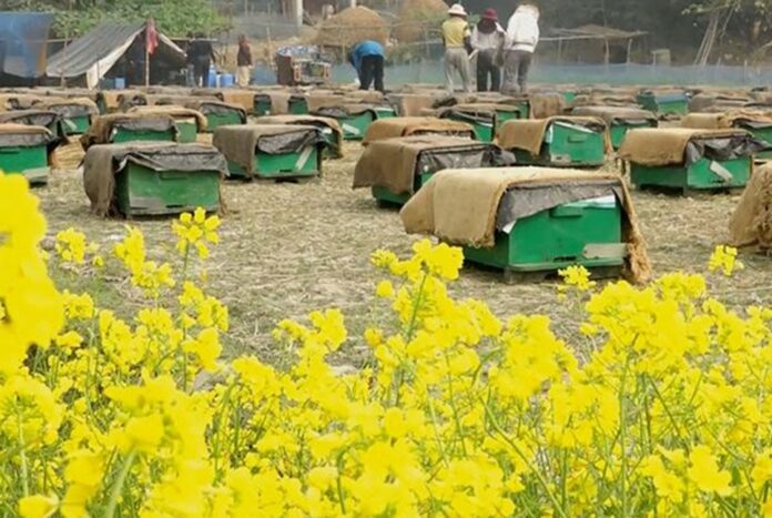 1768390918-5a055492159b733cb9b629660a002373 সরিষা ফুলের মধু সংগ্রহে ব্যস্ত মৌচাষিরা