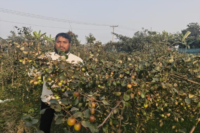 বিদেশ না গিয়ে ইউটিউব দেখে কুল চাষে ভাগ্য বদল করেছেন মকবুল