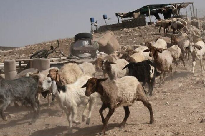 সিরিয়া থেকে আড়াইশ’ ছাগল চুরি ইসরায়েলি সেনাদের, অতঃপর…