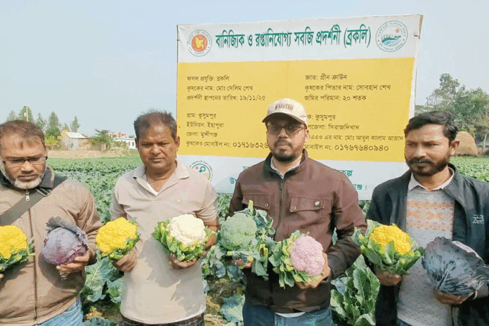 মুন্সীগঞ্জে রঙিন কপি চাষে আগ্রহ বাড়ছে কৃষকদের