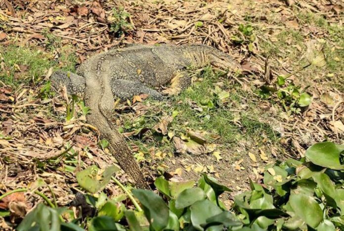 1768882580-6df1dca810e147e09b448f54bdb77bdf দেড় শতাধিক গুইসাপের নিরাপদ আবাস তীরচর গ্রাম