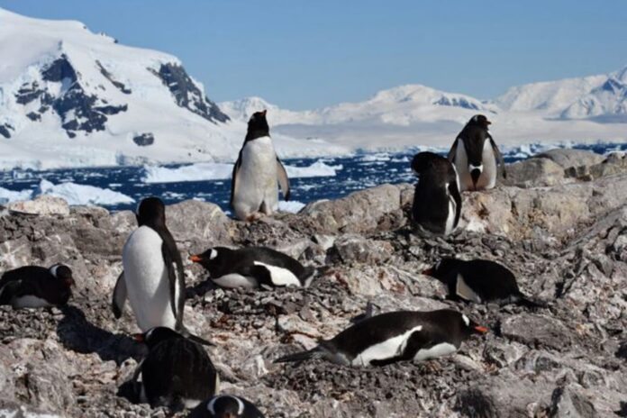 অ্যান্টার্কটিকায় পেঙ্গুইনের প্রজনন ঋতুতে আমূল পরিবর্তন