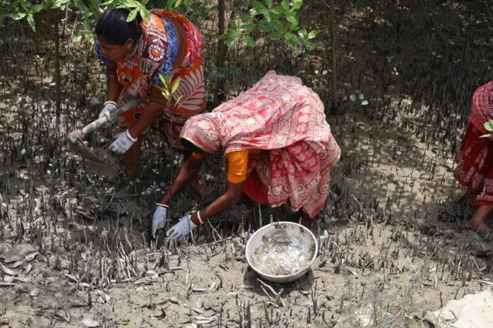 বাঘের থাবায় যারা স্বামীকে হারিয়েছেন, বাঘের আবাসস্থল বাঁচাতে লড়ছেন তারাই