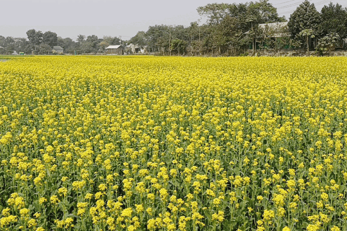 নারায়ণগঞ্জে সরিষার ভালো ফলনের আশা