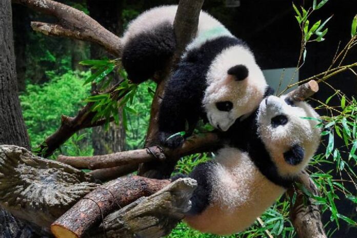 ৫৩ বছর পর পান্ডাশূন্য হচ্ছে জাপান