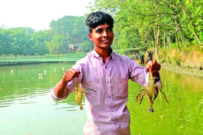 গলদা চিংড়ি চাষে সাফল্য