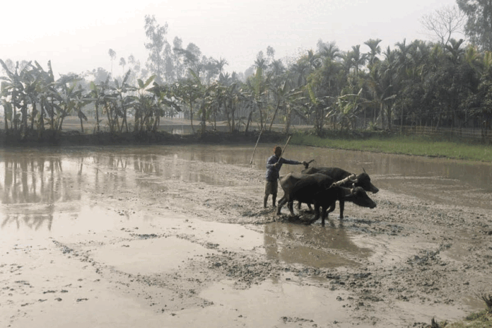 কুড়িগ্রামে ইরি-বোরো চাষে ব্যস্ত সময় পার করছেন কৃষক-কৃষাণীরা