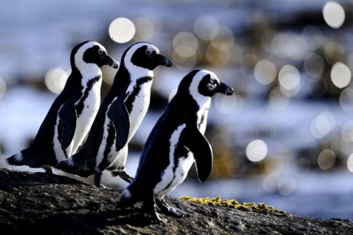 ক্ষুধার জ্বালায় বাচ্চাদের পাথর খাওয়াচ্ছে পেঙ্গুইনরা!