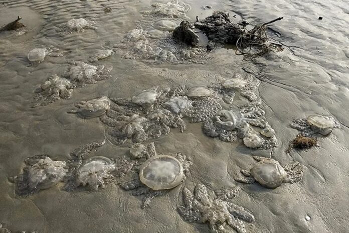 কুয়াকাটা সৈকতে ভেসে আসছে মৃত জেলিফিশ, জেলে-পরিবেশবিদদের উদ্বেগ