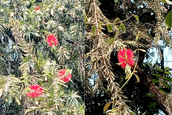 বিচিত্র ফুল বোতলব্রাশের রক্তিম উচ্ছ্বাস