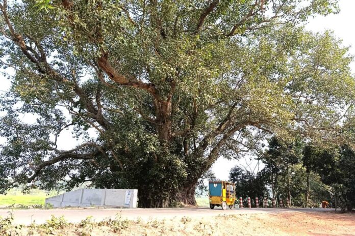 নুরার মা’র বটগাছ-এর ছায়ায় আড়াইশ’ বছরের জনপদ