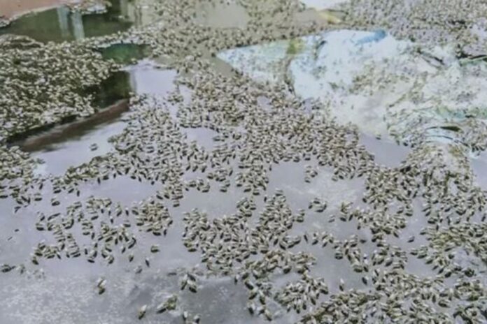 মশার উৎপাত কমাতে একসঙ্গে কাজ করবে সিটি কর্পোরেশন ও স্বাস্থ্য মন্ত্রণালয়