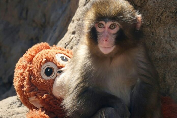 ভাইরাল বানর পাঞ্চকে ঘিরে নিষ্ঠুর ব্যবসার অভিযোগ