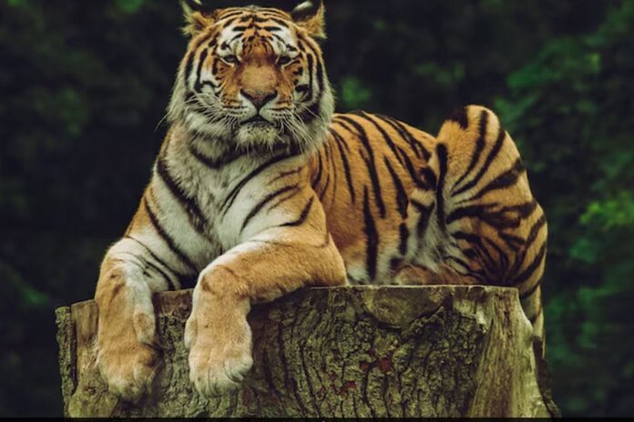 1772007868-142cdc069d224eec0092ae9ec63eebb8 থাইল্যান্ডে রহস্যময় রোগে ৭২ বাঘের মৃত্যু