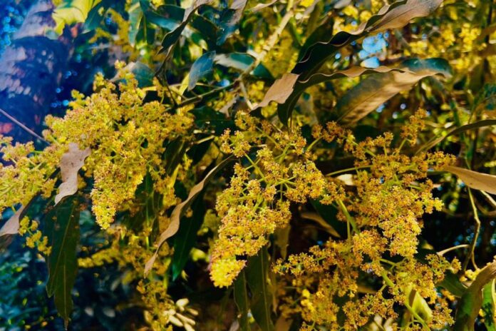 পাহাড়ের আমবাগানে মুকুলের সুবাস, বাম্পার ফলনের আশা