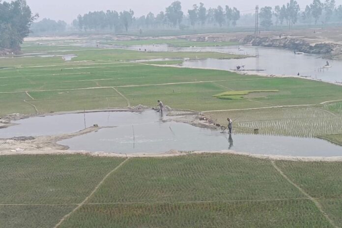 পঞ্চগড়ে নদ-নদীতে বেড়েছে বোরোর আবাদ, কিটনাশকে হুমকির মুখে জীববৈচিত্র