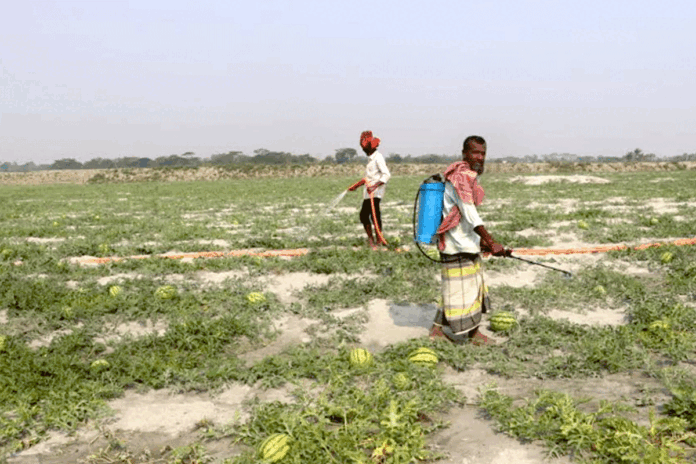 1772192801-8f173d0eaffc4b90c0c0361b8f37cc17 তরমুজ চাষে লক্ষ্যমাত্রা ছাড়াল কলাপাড়া, ঈদ বাজার ধরতে ব্যস্ত চাষিরা