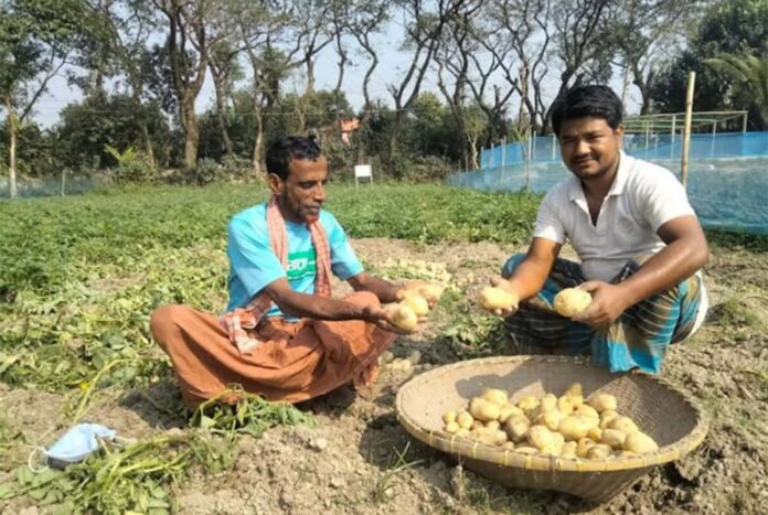 নবীনগরে সানশাইন জাতের আলুতে কৃষকের আগ্রহ