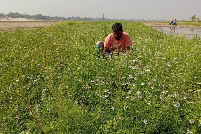 বগুড়ায় কালোজিরার বাম্পার ফলনে কৃষকের মুখে হাসি