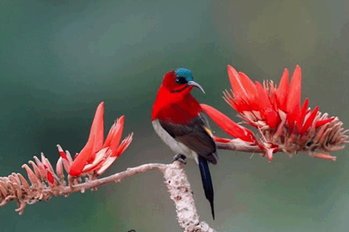 ফুলে ফুলে নেচে নেচে মধু পানে পটু সিঁদুরে মৌটুসি