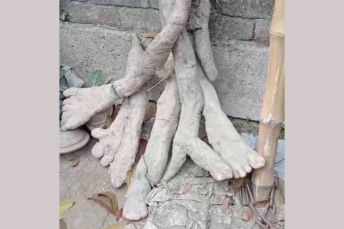 মাটি খুঁড়তেই মিলল মানুষের হাত-পায়ের মতো ‘মেটে আলু’