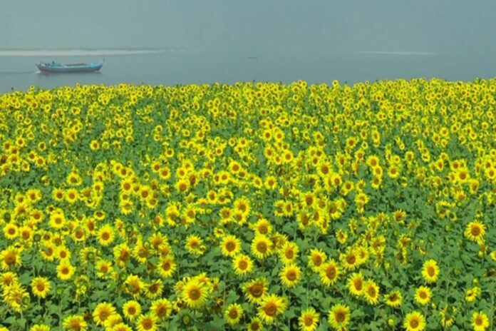 টাঙ্গাইলে চরাঞ্চলে সূর্যমুখী চাষে সাফল্য, কৃষকের মুখে হাসি