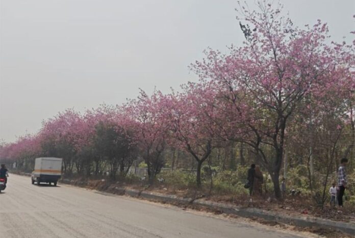 ঢাকা-ময়মনসিংহ মহাসড়কে মুগ্ধতা ছড়াচ্ছে নানা রঙের ফুল