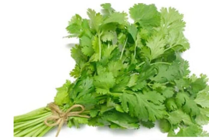 ধনে পাতা খান নিয়মিত, জানেন কী হবে?
