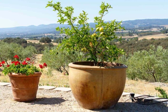 শখের বাগানে টবে লাগাতে পারেন যে ৩ ফলের গাছ