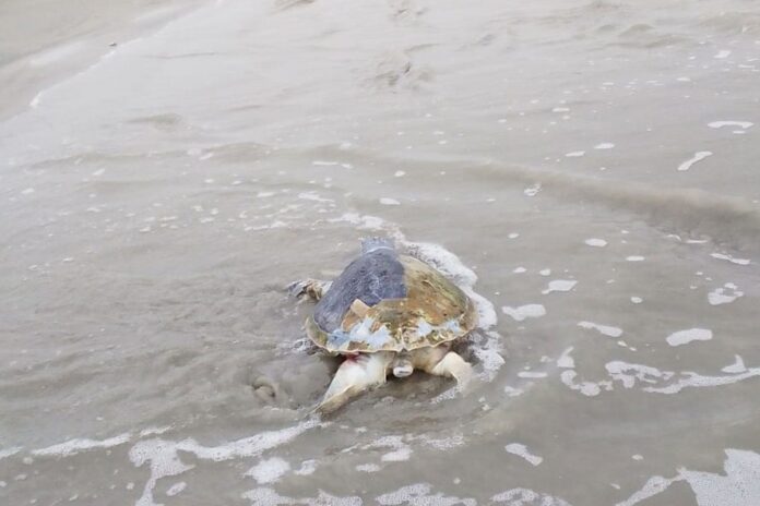 1773321942-958afea3ae6a6b4e0a08b8b48b4688a8 কুয়াকাটা সৈকতে ভেসে এলো বিরল প্রজাতির মৃত কচ্ছপ