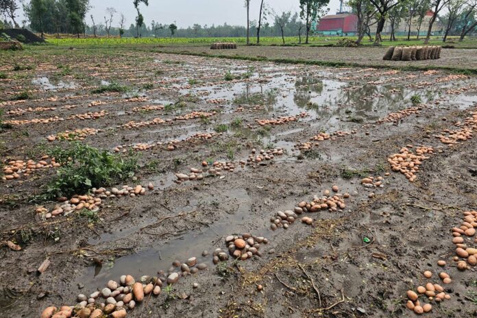 রংপুরে হাজার হাজার আলুচাষির ঈদ আনন্দ ম্লান