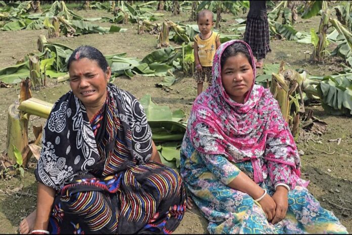ঠাকুরগাঁওয়ে ৬শ কলাগাছ কেটে ফেলার অভিযোগ