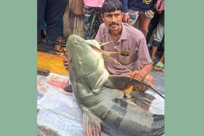 1774006030-9fb9651d8c7ab1014161295a6ecd84db ব্রহ্মপুত্রে ধরা পড়লো ৯০ কেজির বাঘাইড়