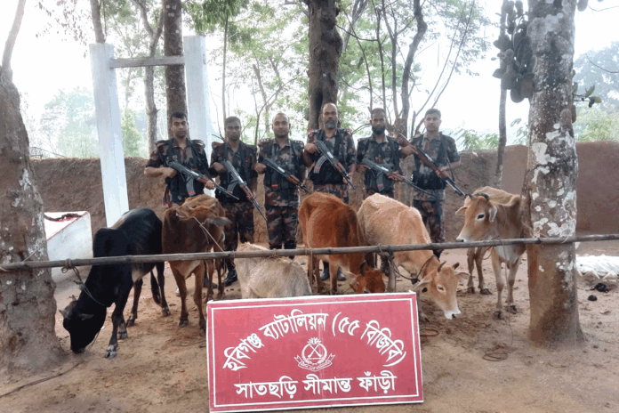 হবিগঞ্জে ২৪টি ভারতীয় গরু উদ্ধার