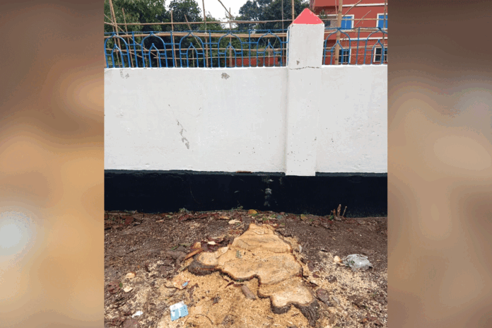 1774453835-b4028a94b255f1e2b9bb6e172b05f60b ঈদের ছুটিতে স্কুলের কদমগাছ কেটে নিয়ে গেল দুর্বৃত্তরা, এলাকায় ক্ষোভ