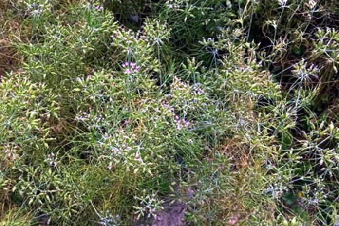 1774519459-d0096ec6c83575373e3a21d129ff8fef এবার জিরা চাষের সাফল্যে কৃষকের মুখে হাসি, অনেকেই চাষে আগ্রহী