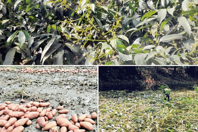 দিনাজপুরে শিলাবৃষ্টির তাণ্ডবে লিচু-আমের মুকুল, ভুট্টাসহ বিভিন্ন ফসলের ক্ষতি