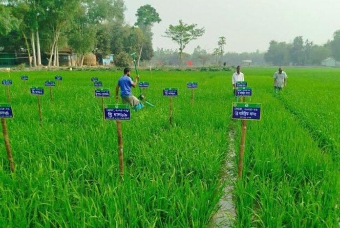 ধনবাড়িতে ‘রাইস গার্ডেন’, এক মাঠে ৫৪ ধানের জাত