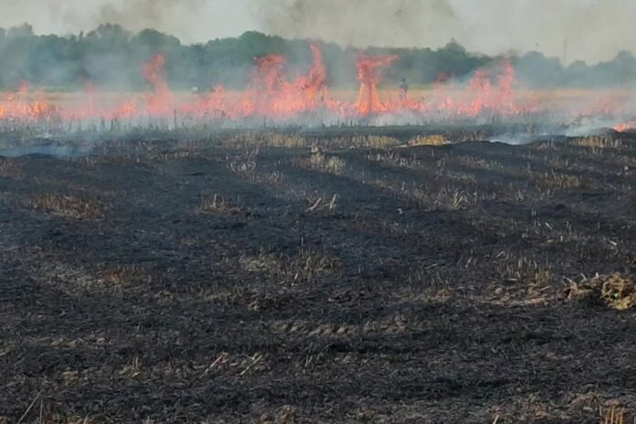 গাংনীতে ভয়াবহ অগ্নিকাণ্ডে পুড়ল ১০০ বিঘা গম