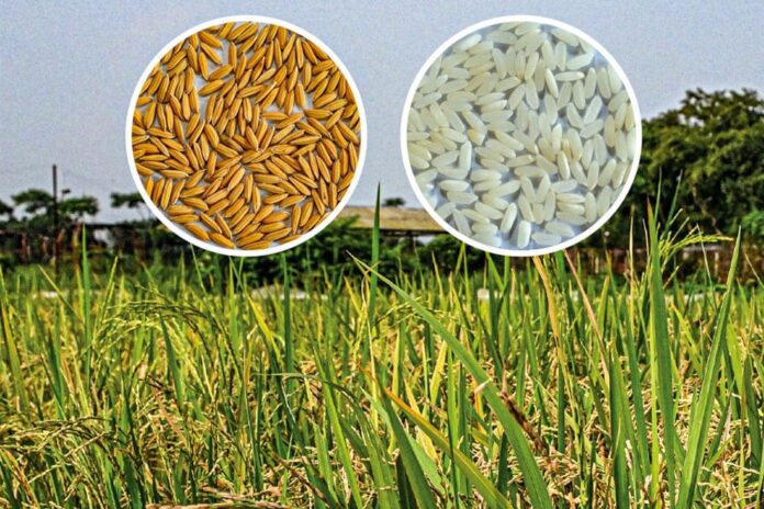 1775290685-be0686ca62cd4c41bffd8228738672f0 গাকৃবিতে স্বল্পমেয়াদী ও উচ্চ ফলনশীল চিকন ধানের জাত ‘জিএইউ ধান ৪’ উদ্ভাবন
