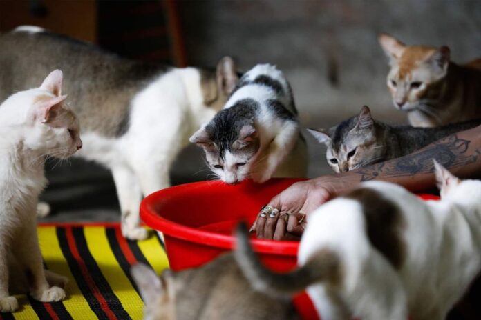 প্রাণি সুরক্ষায় কার্যকর আইন বাস্তবায়নের দাবি