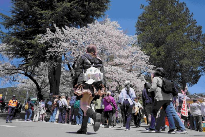 ভাইরাল সেই ‘চেরি ফুল’ এখন জাপানের এক শহরের গলার কাঁটা