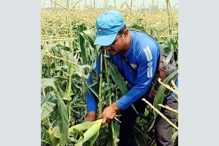 দিনাজপুরে ভুট্টা চাষে নতুন সম্ভাবনা
