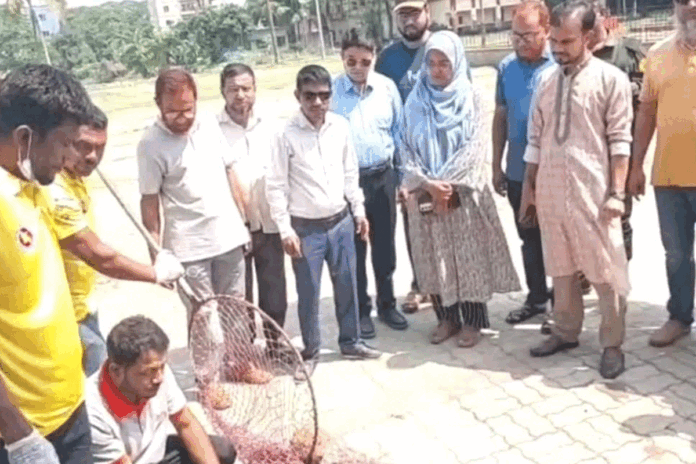 লাকসামে বেওয়ারিশ কুকুরকে ভ্যাক্সিনেশন