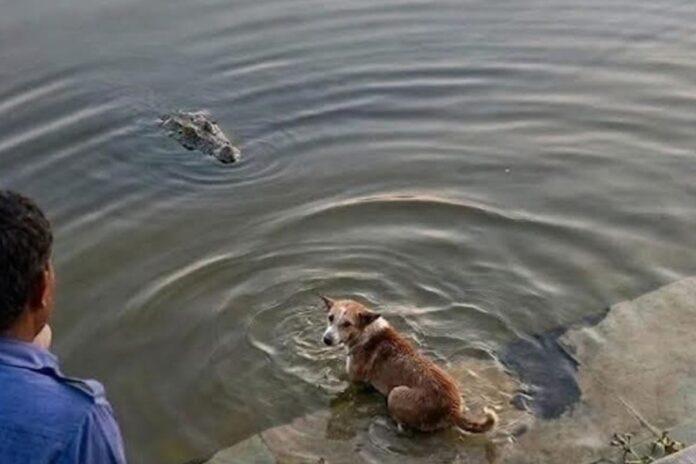 1775916155-22b40c5ba2e0bbb84aae205249d86782 খানজাহানের মাজারে কুকুর মৃত্যুর ঘটনায় তদন্ত কমিটি গঠন