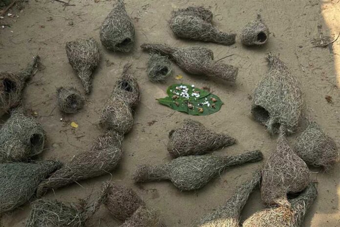 1776282524-63d504f58d92bdc24af9c7f0a87a4eb8 বাবুই পাখির বাসা কেটে ছানা হত্যা, বৃদ্ধকে ৭ দিনের কারাদণ্ড