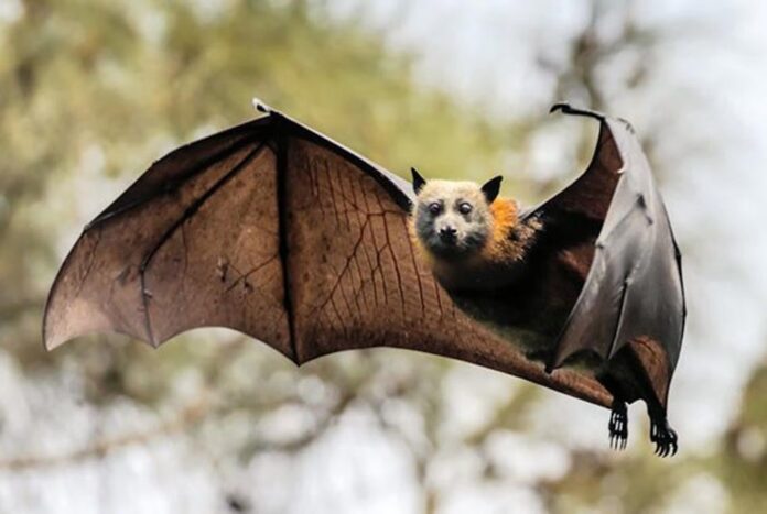 'ব্যাট অ্যাপ্রিসিয়েশন ডে' আজ