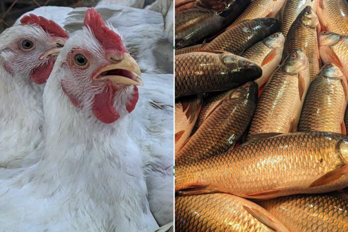 হুমকিতে পোলট্রি-মৎস্য খাত