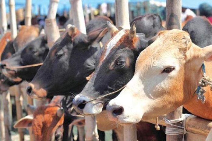 রাজধানীতে এবার কোরবানির পশুর হাট বসবে ২৬টি