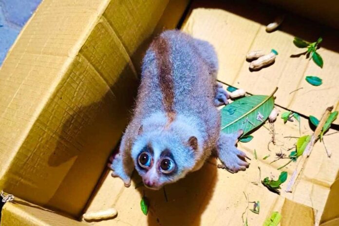 রাঙামাটিতে আহত বিরল প্রজাতির লজ্জাবতী বানরকে চিকিৎসা শেষে অবমুক্ত